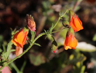 Hermannia diffusa, photographed by Tony Rebelo
