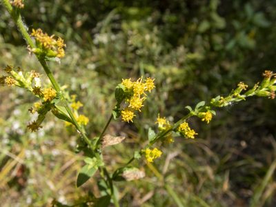 Solidago patula, photographed by Randy A Nonenmacher