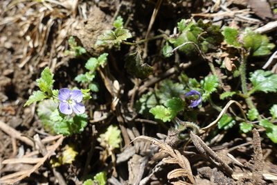 Veronica calycina, photographed by yatesy