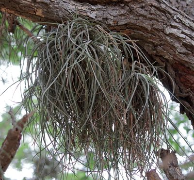 Tillandsia baileyi, photographed by Lauren McLaurin