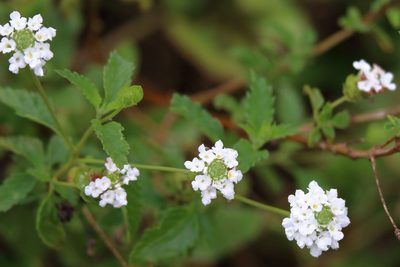 Lantana achyranthifolia, photographed by Lauren McLaurin