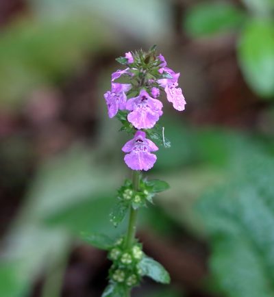 Stachys drummondii, photographed by Lauren McLaurin