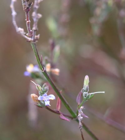 Carlowrightia parviflora, photographed by Lauren McLaurin