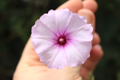Ipomoea trifida, photographed by Jake Rehage