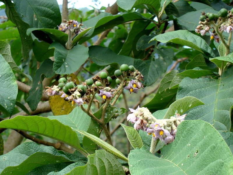 Solanum chiapasense, photographed by Alexis López Hernández