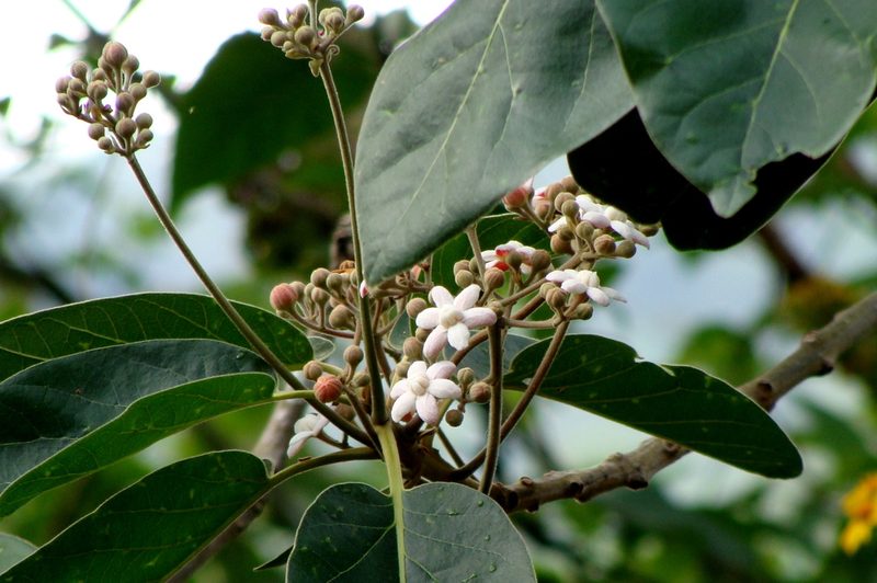 Ocotea sinuata, photographed by Alexis López Hernández