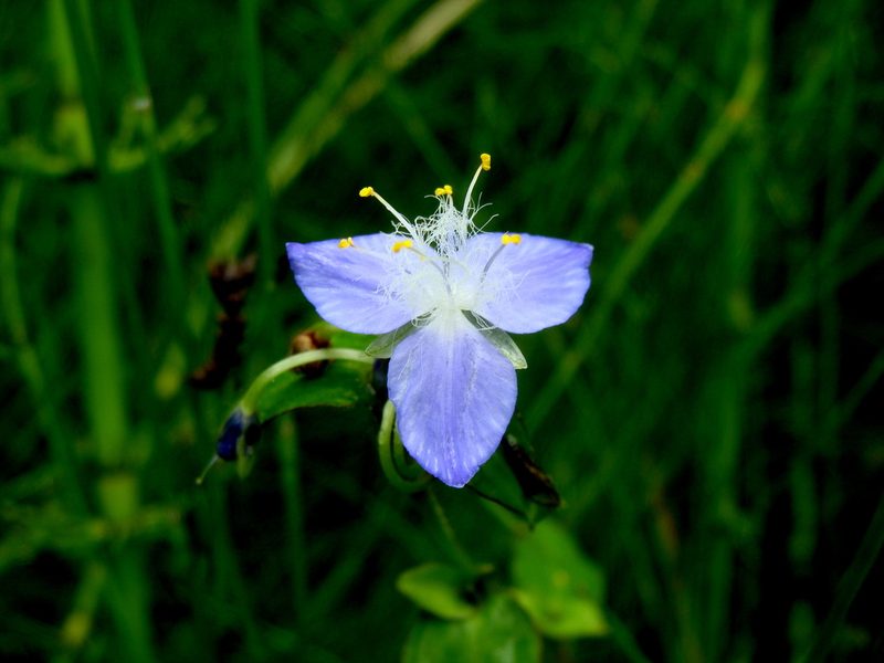 Elasis guatemalensis, photographed by Alexis López Hernández