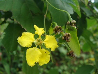 Stigmaphyllon ellipticum, photographed by Alexis López Hernández