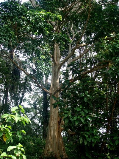 Terminalia oblonga, photographed by Alexis López Hernández