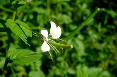 Cleome serrata