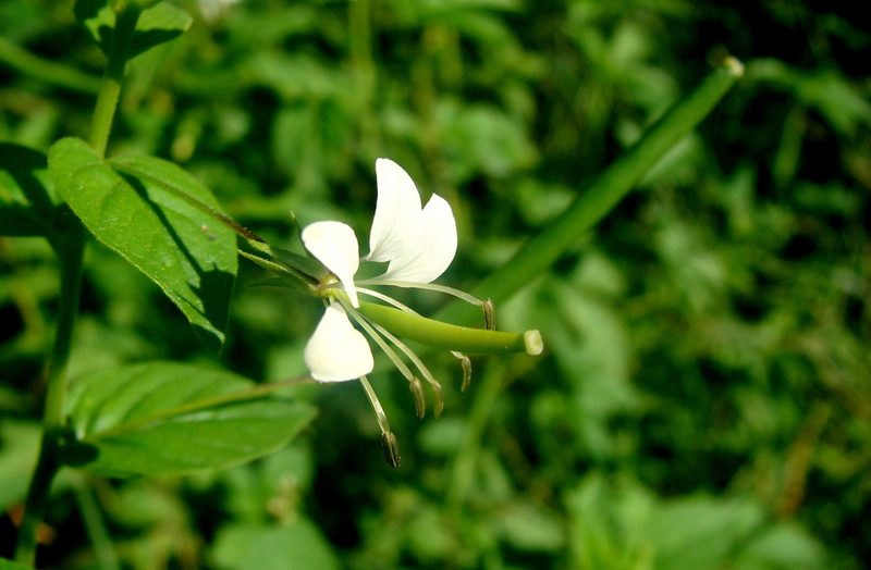 Cleome serrata, photographed by Alexis López Hernández