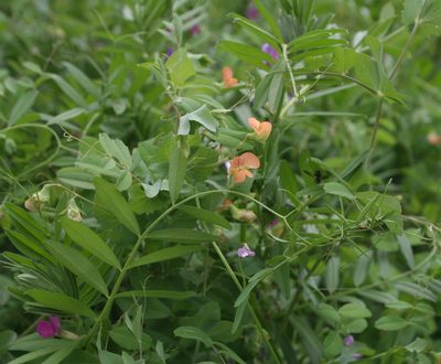 Lathyrus fulvus, photographed by Oleg Kosterin