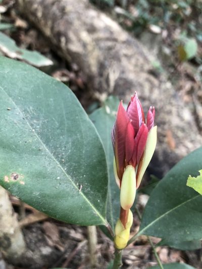 Machilus chekiangensis, photographed by Smriti S.