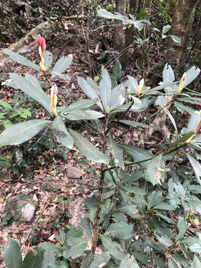 Machilus chekiangensis, photographed by Smriti S.