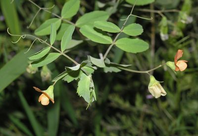 Lathyrus fulvus, photographed by Oleg Kosterin