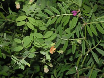 Lathyrus fulvus, photographed by Oleg Kosterin