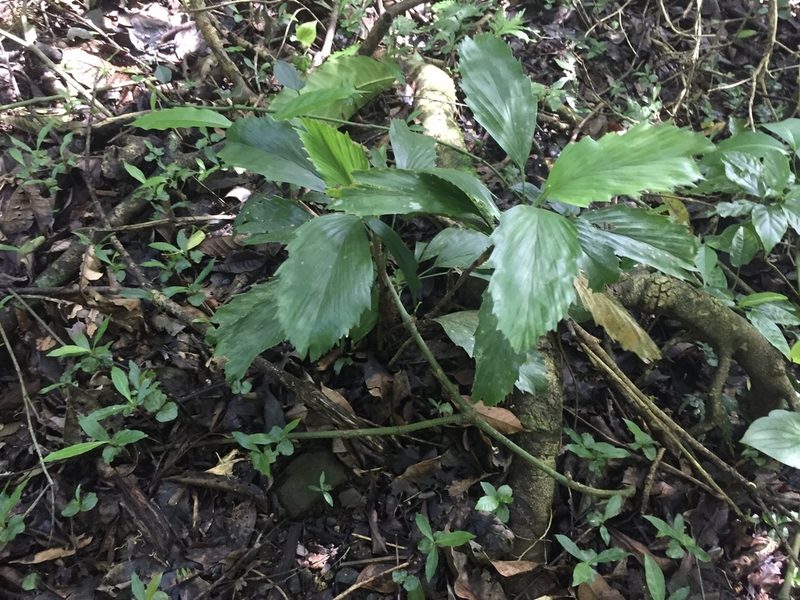 Reinhardtia simplex, photographed by Reid Hardin