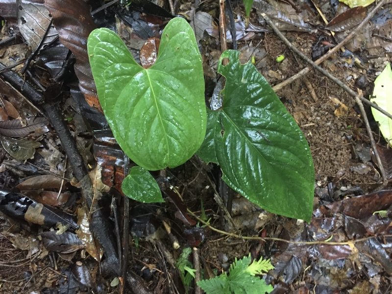 Anthurium ochranthum, photographed by Reid Hardin