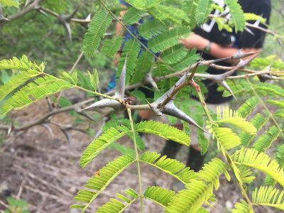 Vachellia collinsii, photographed by Reid Hardin