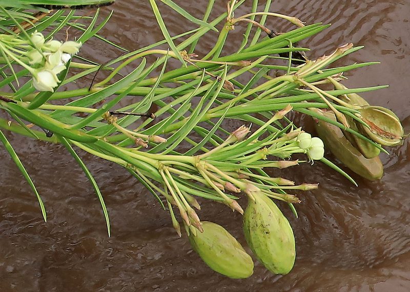 Kanahia laniflora, photographed by Wynand Uys