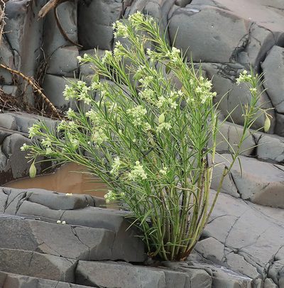 Kanahia laniflora, photographed by Wynand Uys