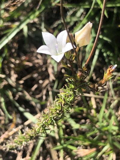 Prismatocarpus pedunculatus, photographed by Sean Privett