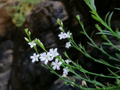 Samolus porosus, photographed by flamelily