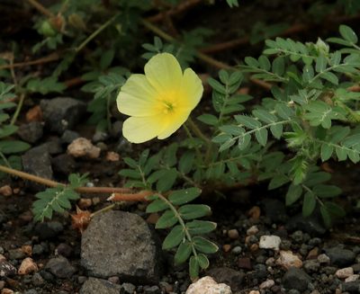 Tribulus zeyheri, photographed by Wynand Uys