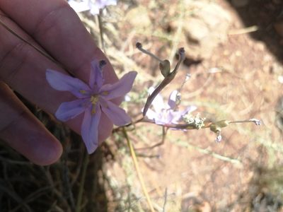 Moraea polyanthos, photographed by sharndreheuvel