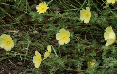 Tribulus zeyheri, photographed by Wynand Uys