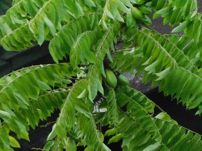 Averrhoa bilimbi, photographed by Rama Narayanan