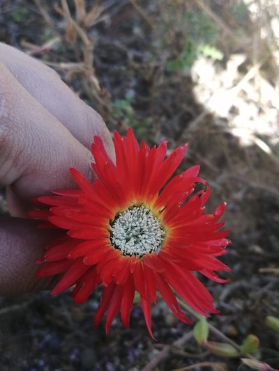Drosanthemum speciosum, photographed by sharndreheuvel
