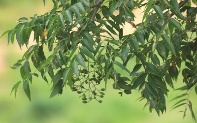 Kirkia acuminata, photographed by Wynand Uys