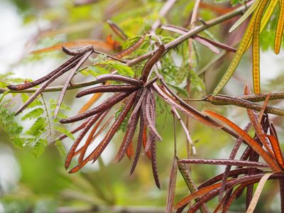 Desmanthus virgatus, photographed by 葉子
