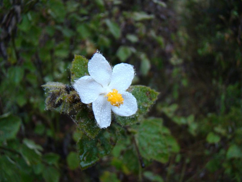 Hibiscus fuscus, photographed by Jean-Paul Boerekamps