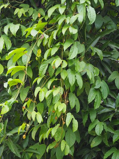 Momordica cochinchinensis, photographed by 葉子