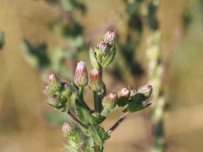 Blumea viscosa, photographed by 葉子