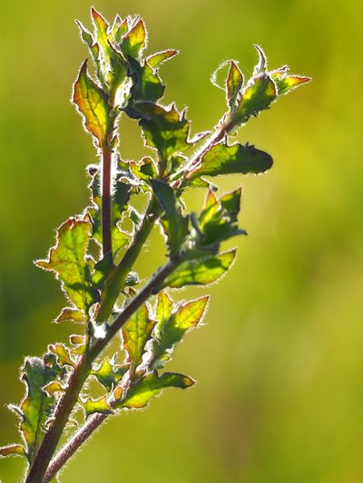 Blumea viscosa, photographed by 葉子