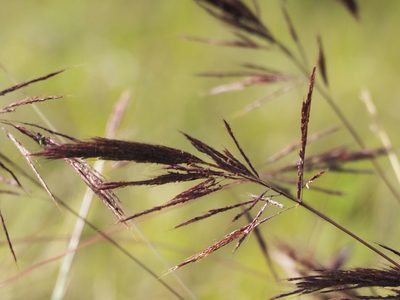 Bothriochloa bladhii, photographed by 葉子