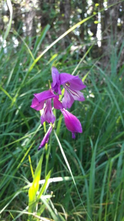 Gladiolus palustris, photographed by Bastien Alegot