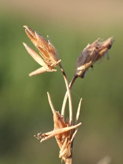 Fimbristylis sieboldii, photographed by 葉子