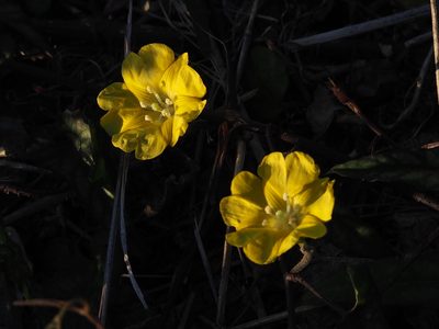 Merremia gemella, photographed by 葉子