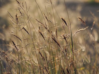 Bothriochloa glabra, photographed by 葉子