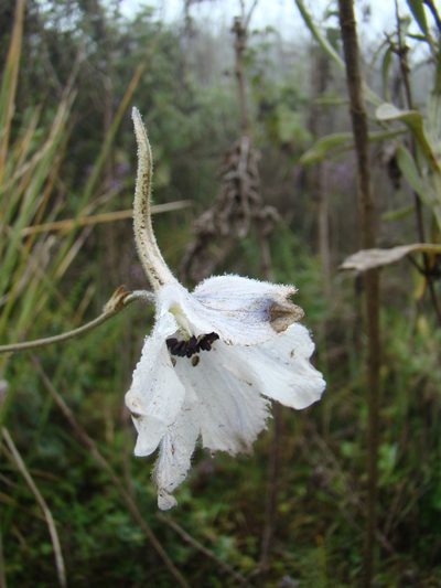 Delphinium leroyi, photographed by Jean-Paul Boerekamps