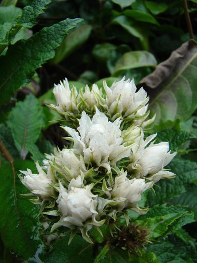 Baccharoides adoensis, photographed by Jean-Paul Boerekamps