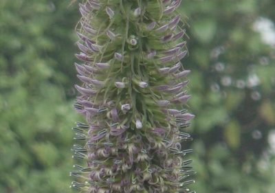 Lobelia giberroa, photographed by Jean-Paul Boerekamps