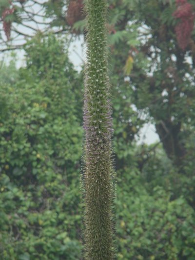 Lobelia giberroa, photographed by Jean-Paul Boerekamps