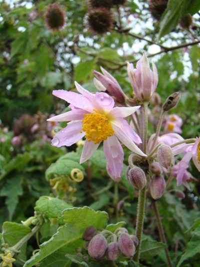 Sparrmannia ricinocarpa, photographed by Jean-Paul Boerekamps