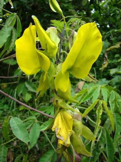 Crotalaria agatiflora, photographed by Jean-Paul Boerekamps