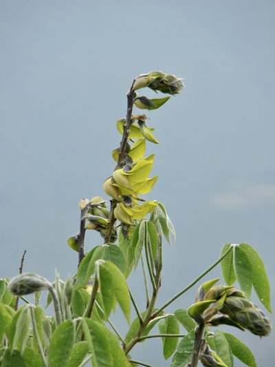Crotalaria agatiflora, photographed by Jean-Paul Boerekamps